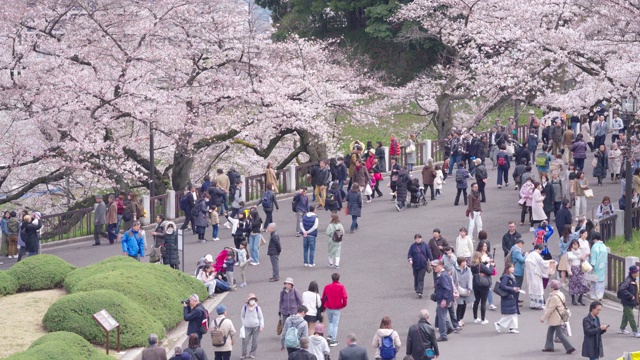 东京上野公园的樱花节视频素材