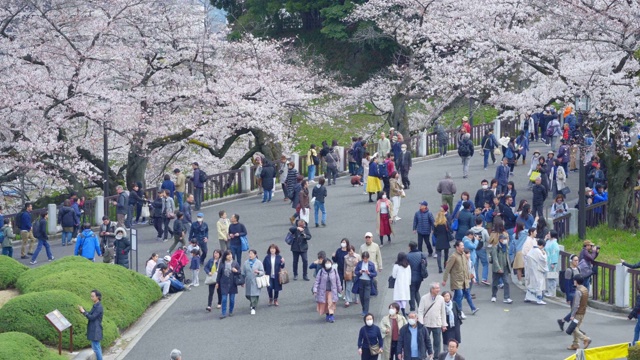 东京上野公园的樱花节视频素材