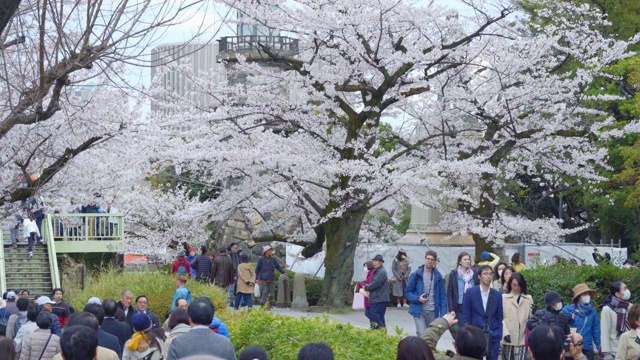 东京上野公园的樱花节视频素材