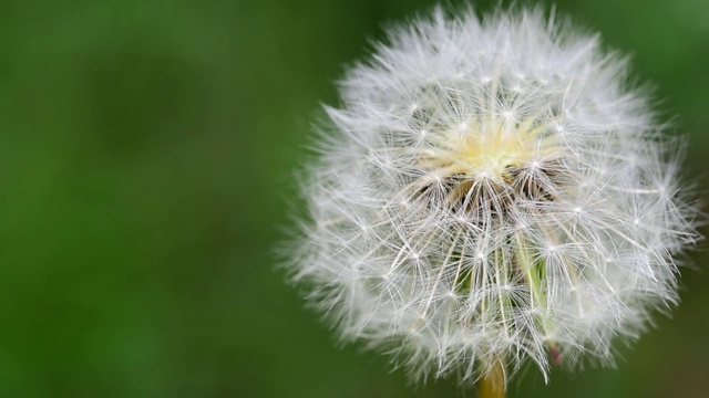 蒲公英常见的蒲公英种子开花后，等待风吹来，近距离播撒新生命的选择性焦点视频素材