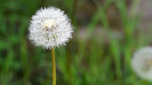 蒲公英常见的蒲公英种子开花后，等待风吹来，近距离播撒新生命的选择性焦点视频素材