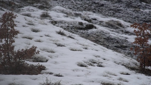 野生鹧鸪在哈提拉谷国家公园和阿特文的野生动物区觅食和游荡。山羊真可爱。
土耳其/阿尔温特05/13/2015视频素材