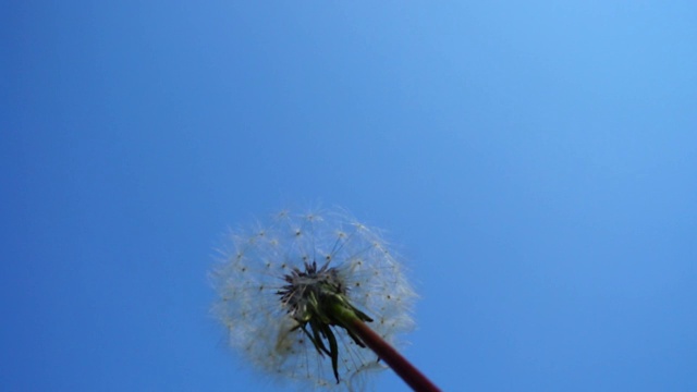 天空背景下的蒲公英。视频素材