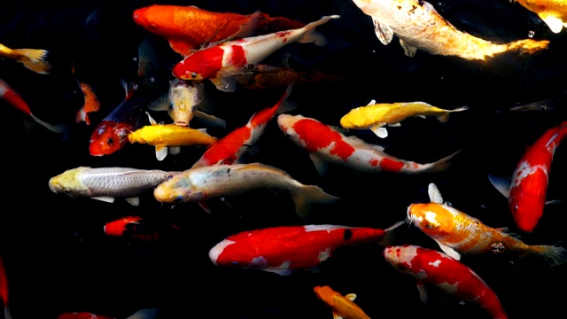 锦鲤在水族馆游泳的慢动作，花哨的鲤鱼鱼，俯视图视频素材