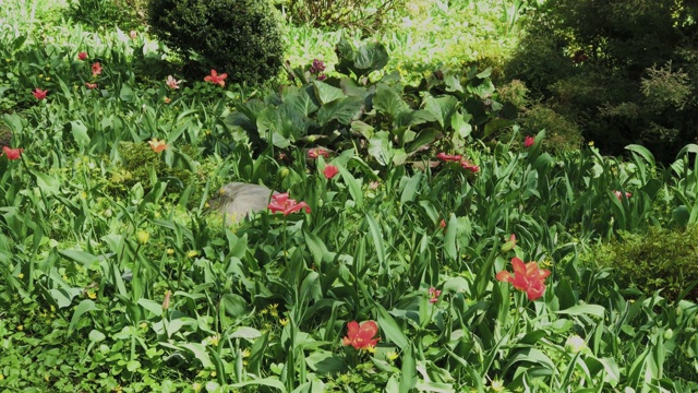 花坛上的红色郁金香非常漂亮视频素材