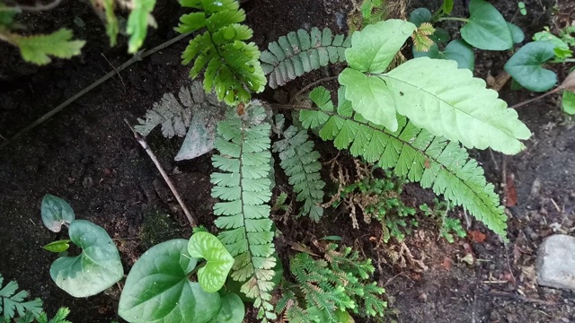 蕨类植物在森林视频素材