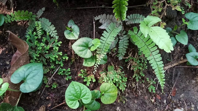 蕨类植物在森林视频素材