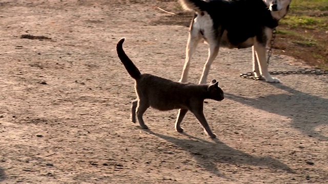 怀孕的灰猫在院子里视频素材