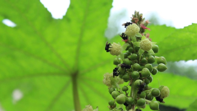 蓖麻花(Ricinus communis)和印度黑木匠蜂飞吃花粉的花视频素材