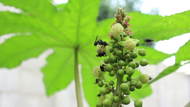 蓖麻花(Ricinus communis)和印度黑木匠蜂飞吃花粉的花视频素材