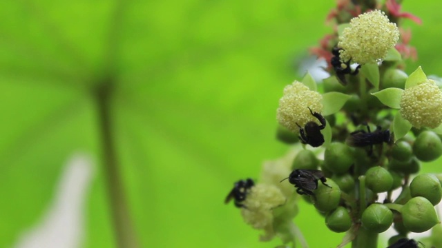 蓖麻花(Ricinus communis)和印度黑木匠蜂飞吃花粉的花视频素材