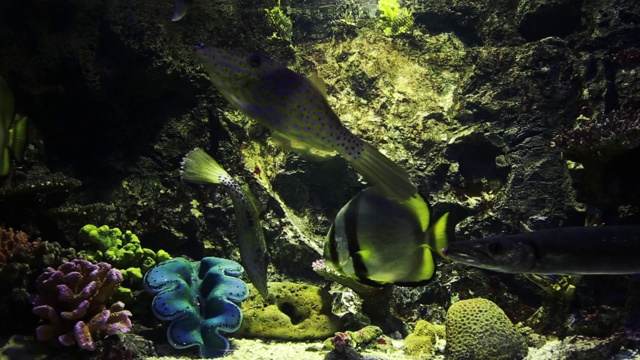 海洋生物鱼，海龟，珊瑚，树在水下水族馆视频下载