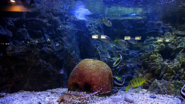 海洋生物鱼，海龟，珊瑚，树在水下水族馆视频下载