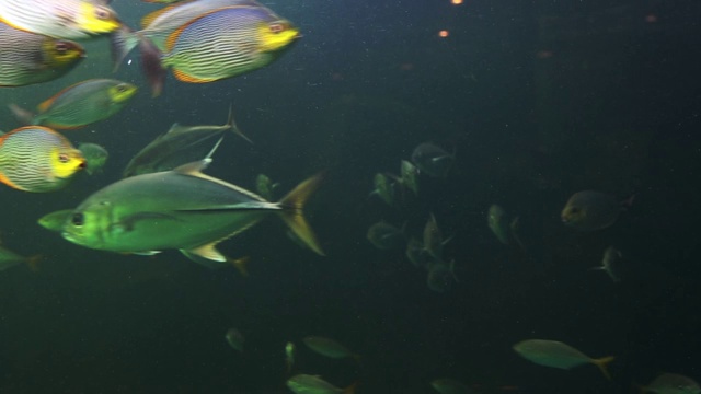 海洋生物鱼，海龟，珊瑚，树在水下水族馆视频下载