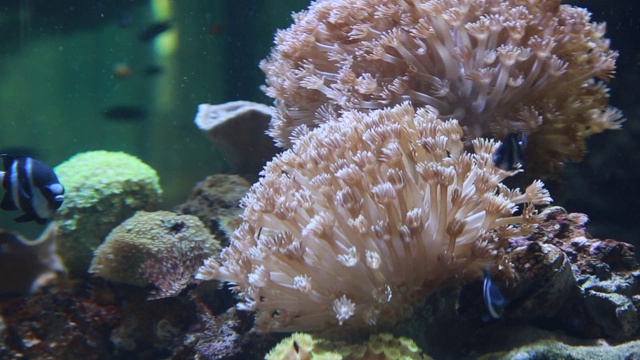 海洋生物鱼，海龟，珊瑚，树在水下水族馆视频下载