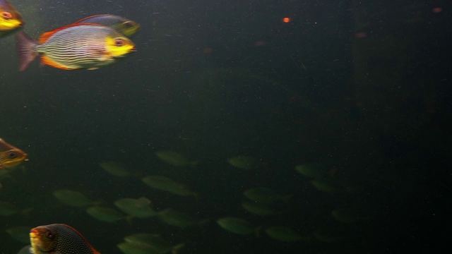 海洋生物鱼，海龟，珊瑚，树在水下水族馆视频下载