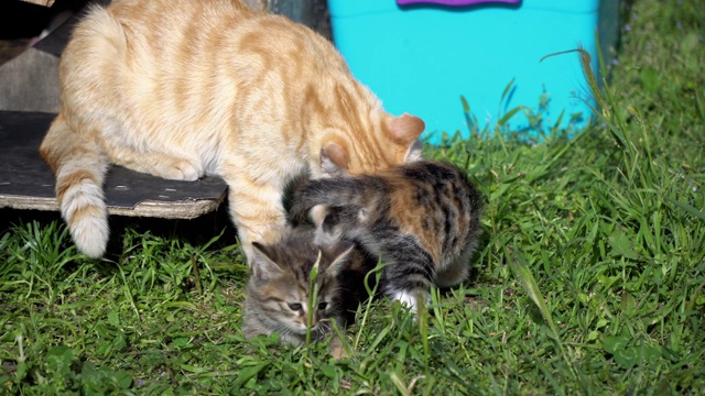 4k版的可爱小猫和猫妈妈视频素材