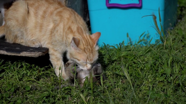 可爱的小猫和猫妈妈的慢动作视频素材