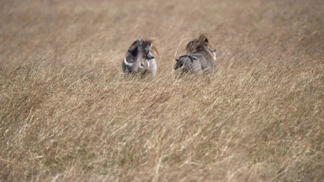 雄性疣猪在肯尼亚马赛马拉战斗- 4K 60p视频素材