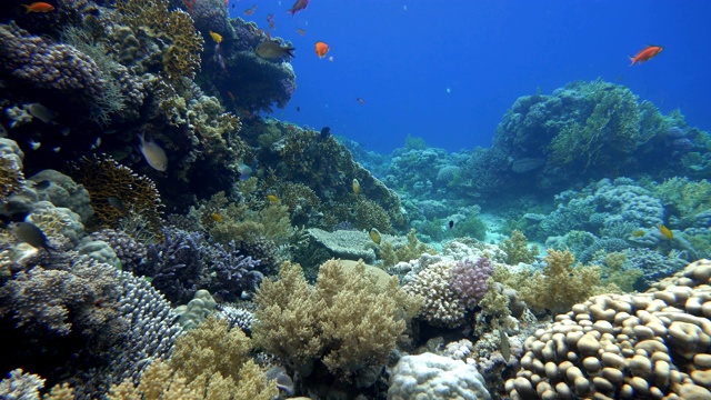 珊瑚礁。热带鱼海洋生物视频在水中。视频素材