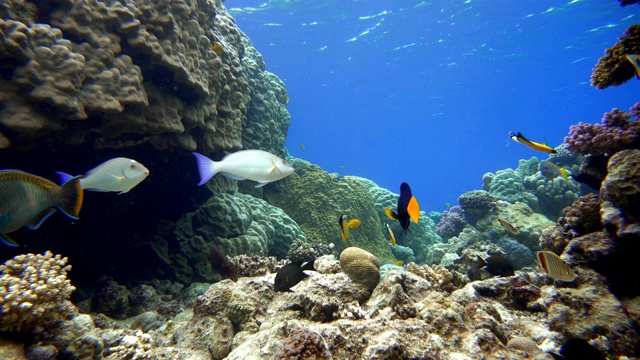 珊瑚礁。热带鱼海洋生物视频在水中。视频素材