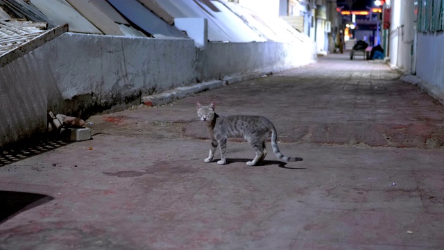 夜晚肮脏的街道上的灰色流浪猫视频素材