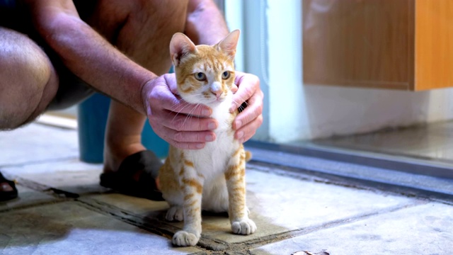 一名男子在街上抚摸一只无家可归的埃及红猫视频素材