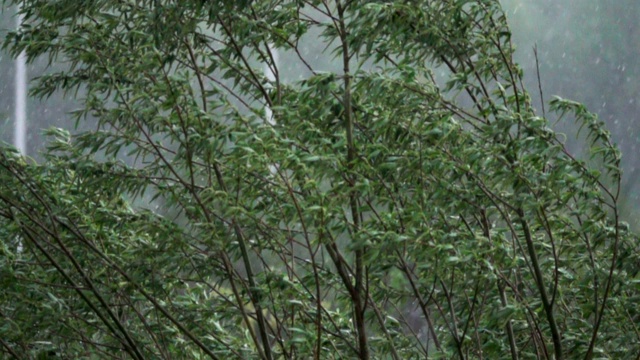 大雨。雨天风吹得树都摇晃起来。缓慢的运动。视频素材