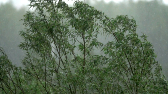 大雨。雨天风吹得树都摇晃起来。缓慢的运动。视频素材