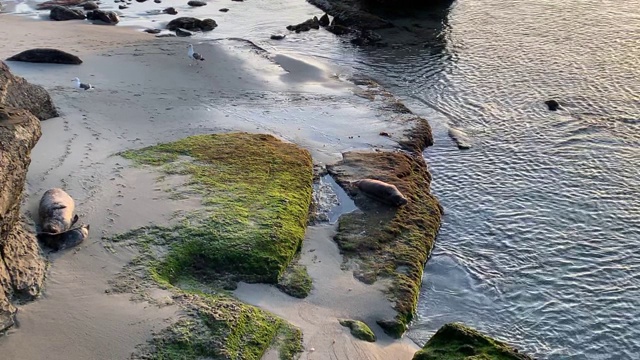 海狮幼崽和它的妈妈在拉霍亚海滩湾，在那里的同伴海狮在水里游泳，海鸥飞过去。视频下载