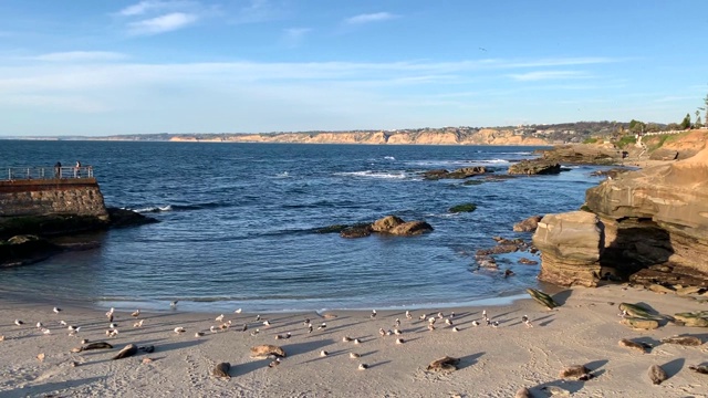 在加州圣地亚哥寒冷的冬季夜晚，海狮和海鸥在拉霍亚海滩湾。视频素材