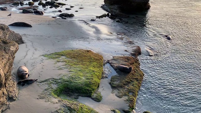 海鸥的声音，海狮妈妈和幼崽在拉霍亚海滩湾放松，另一只海狮在水里游泳。视频下载