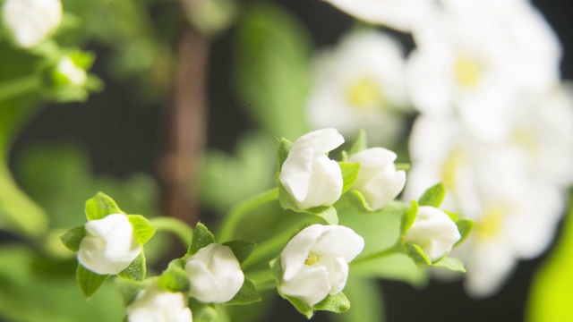 在春天开花的植物的分支。Vibunum lentago(落叶灌木)视频购买