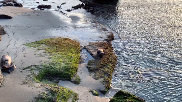 成年海狮和幼海狮在水中和陆地上嬉戏，在加州太平洋的拉霍亚海滩湾。视频下载