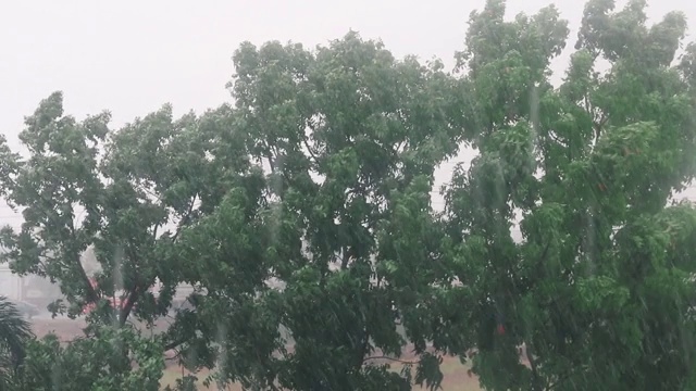 大雨和强风吹树视频素材