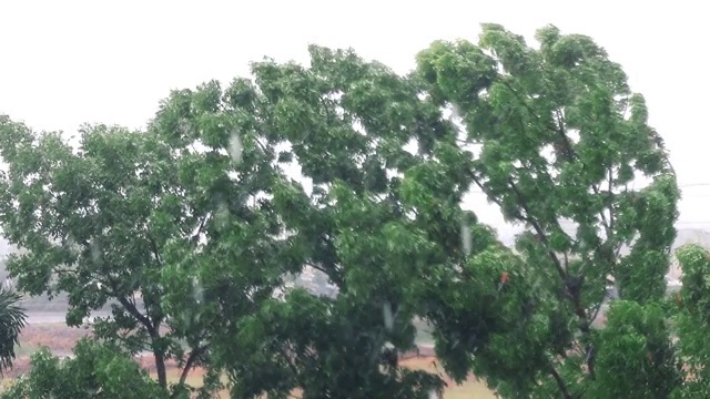 大雨和强风吹树视频素材