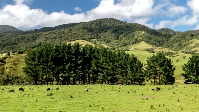 时间流逝的牛在自由放养牧场的生物自然农场在绿色的新西兰山视频素材