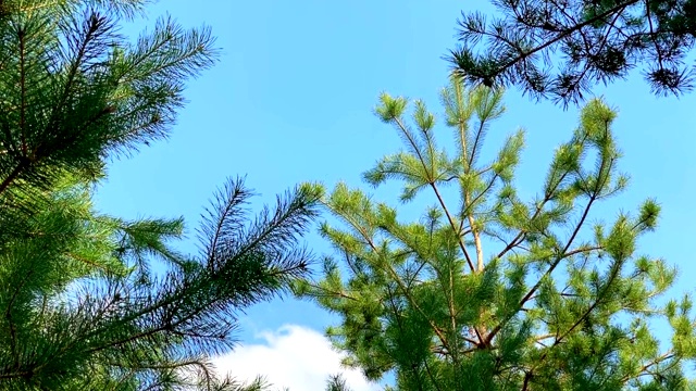 松树顶着湛蓝的天空视频素材