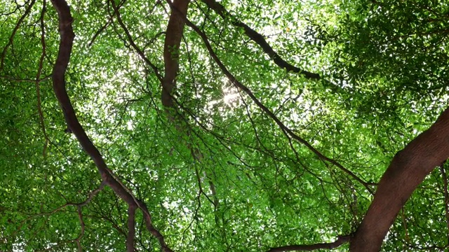 4K背景镜头的阳光透过美丽的绿色树叶，使镜头在夏季的白天光晕效果。视频素材