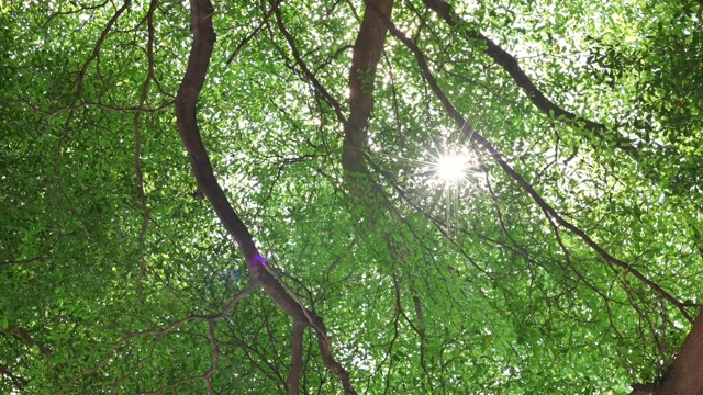 4K背景镜头的阳光透过美丽的绿色树叶，使镜头在夏季的白天光晕效果。视频素材