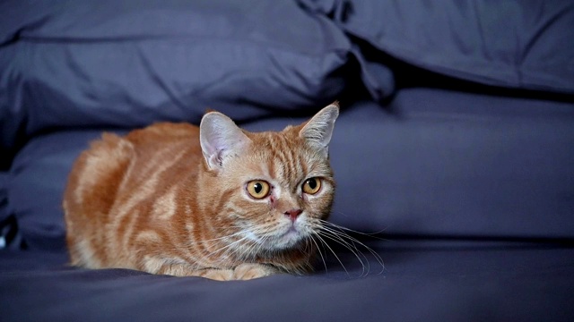 低角度近距离的红色苏格兰折猫感到好奇和紧张时，看到一些有趣的东西。近距离的可爱的红猫玩和试图抓住什么东西。视频素材