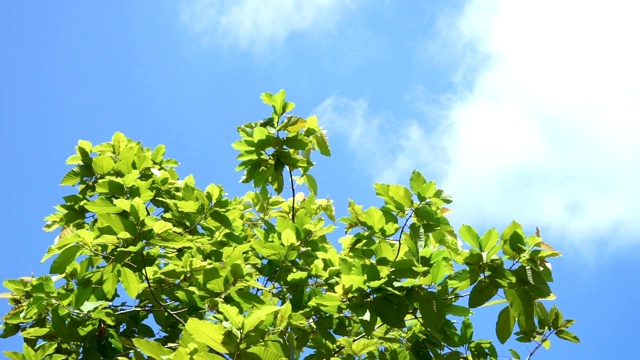 在夏季阳光下留下自然的树背景视频素材