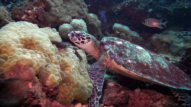 水下极度濒危的玳瑁海龟(Eretmochelys imbricata)，吃珊瑚视频素材