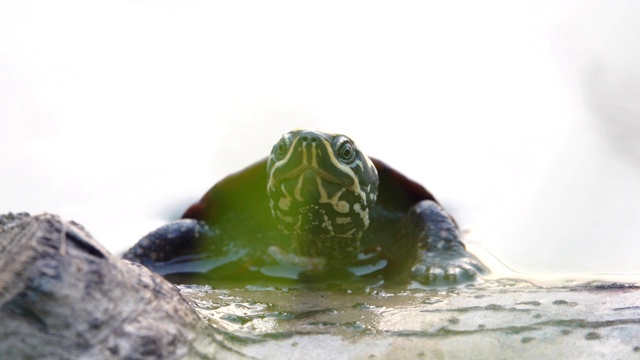 海龟的特写视频素材