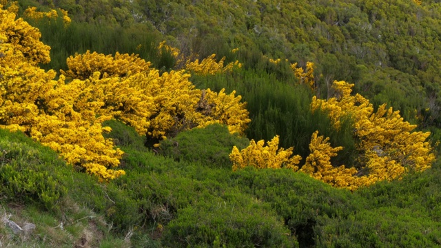 马德拉代尔绿草，genista maderensis，葡萄牙马德拉岛，Real Time 4K视频素材