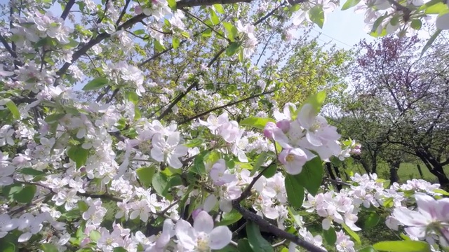 樱花树，樱花在春天。自然和春天的背景视频素材