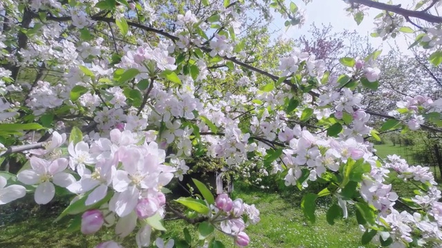 樱花树，樱花在春天。自然和春天的背景视频素材