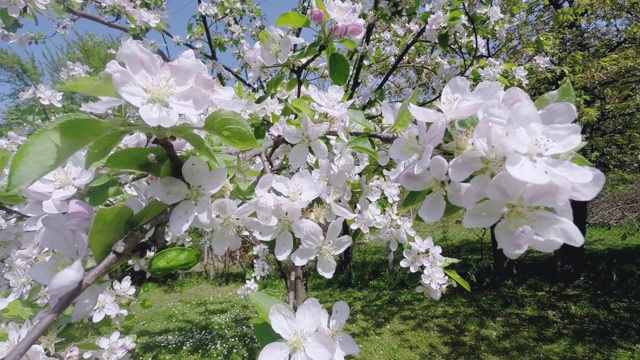 樱花树，樱花在春天。自然和春天的背景视频素材