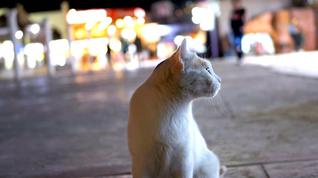 夜晚肮脏的街道上的灰色流浪猫视频素材