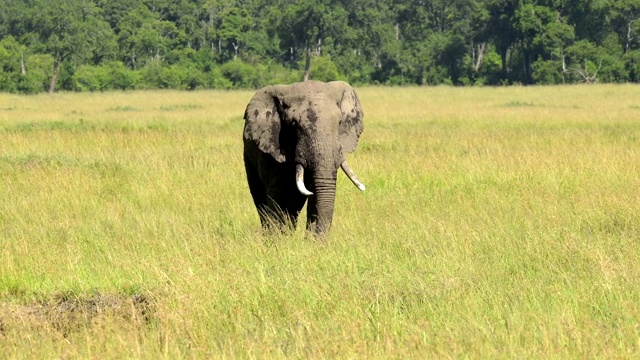 非洲象，Loxodonta africana，马赛马拉国家保护区，肯尼亚，非洲视频素材